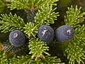 Abies veitchii IMG_2601 Jodła Veitcha